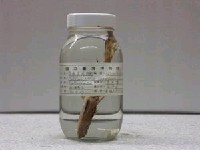 藏品(日本(魚銜))的圖片